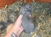 4 x Beautiful Continental Giant × French Lop Babies