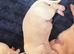 5 beautiful male Labrador puppies