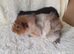 Pair of baby bonded boys