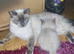 Ragdoll kittens