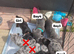Dashhound puppys