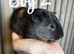 8 week old guinea pigs