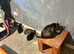 2 Kittens