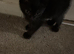 Mixed litter for urgent sale