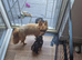 4 pups available pom x jackchi