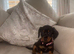 KC Lines | Miniature Dachshund Puppies