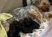 Yorkshire terrier puppies available-vaccinated,chipped & insured