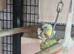 8x cockatail breeding colony