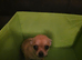 Quality KC Registered puppies
