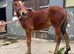 Welsh d filly