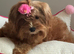 Beautiful maltipoo girl