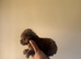 Asian poodle micro size puppies