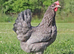 POINT OF LAY HENS. BLUE EGGERS, OLIVE EGGERS, RAINBOW EGGERS AND MORE!