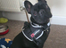 RELUCTANT REHOME BLACK FRENCH BULLDOG GIRL