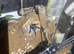 Large collection of tarantulas all with exo terror enclosures, need to sell due to house move,