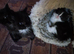 Kittens need forever home