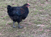 Black copper maron x Rhode Island Red Unsexed chickens