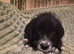 Boxer-Doodle Puppies