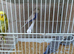 12 baby budgies for sale