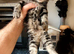 4 beautiful kittens for sale