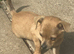 Silver/fawn Chihuahua boy
