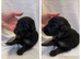 German Shepherd puppies 1400