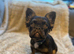 Fluffy male French bulldog