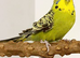 Show budgie called Wilson