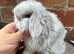 Pure bred pedigreed baby mini lops