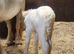 Blagdon mare with filly foal at foot
