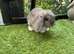 Mini lop baby rabbits *READY NOW*
