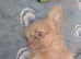 Last boy abailable long coat chihuahua
