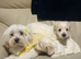 Maltese puppies
