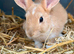 Bunnies for sale now! 2 Females left well bonded