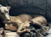 Bedlington x whippet pup
