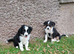 2 adorable sheep dog pups for salr