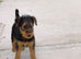 Airedale Terrier- last female remaining.