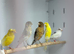 Canaries