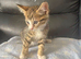 Gorgeous ragdol x bengal kittens