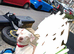 Pure white jack russel female