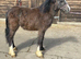 Welsh type yearling
