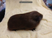 Female and male guinea pigs