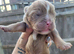 Old Tyme English bulldog puppies
