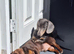 3 lovely puppies