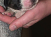 Saint Bernard Puppies For Sale