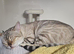 Snow bengal Lynx boy (blue eyes)