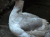 Muscovy trio or pairs