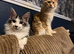 2 Maine coons needing a home