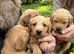 Beautiful Red Labradoodle puppies