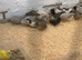 Button quail chicks & hatching eggs 50p!!
